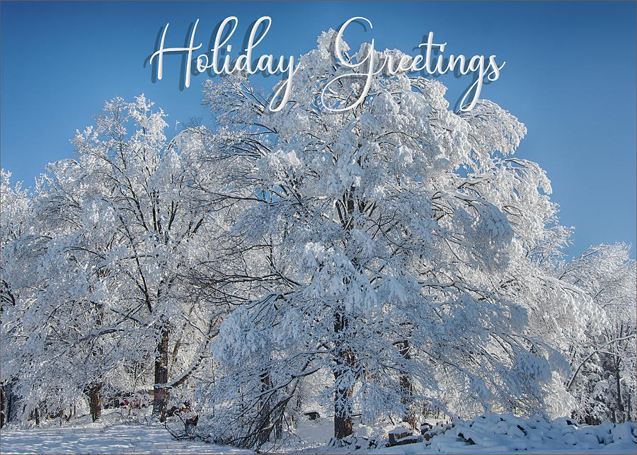 Holiday Card Photograph by Eleanor Bortnick | Fine Art America