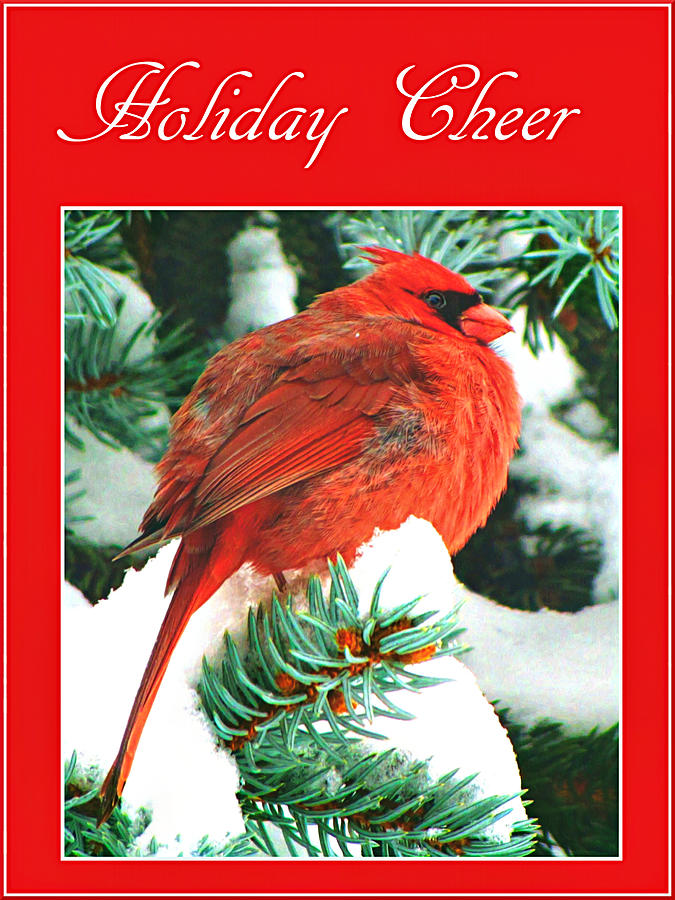 Holiday Greeting Photograph by Susan Hope Finley