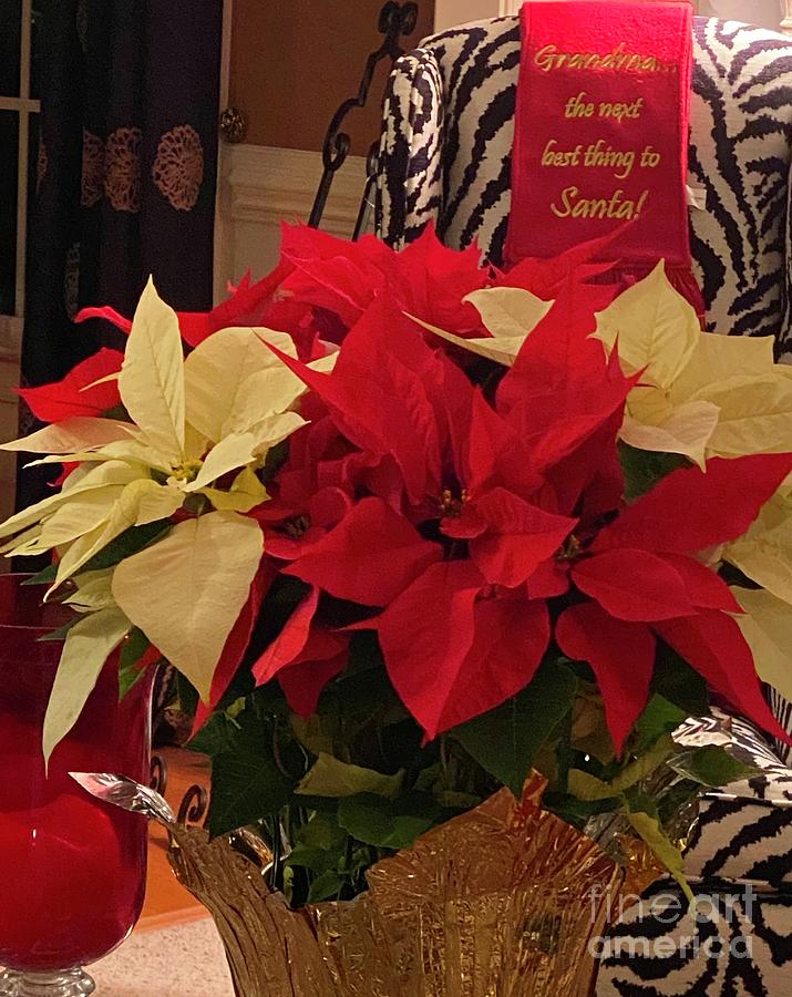 Holiday Home Poinsettias Photograph by Catherine Ludwig Donleycott