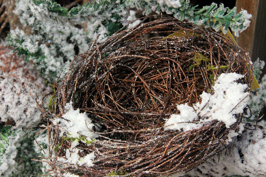Sparkling Nest Photograph by Carolyn Stagger Cokley