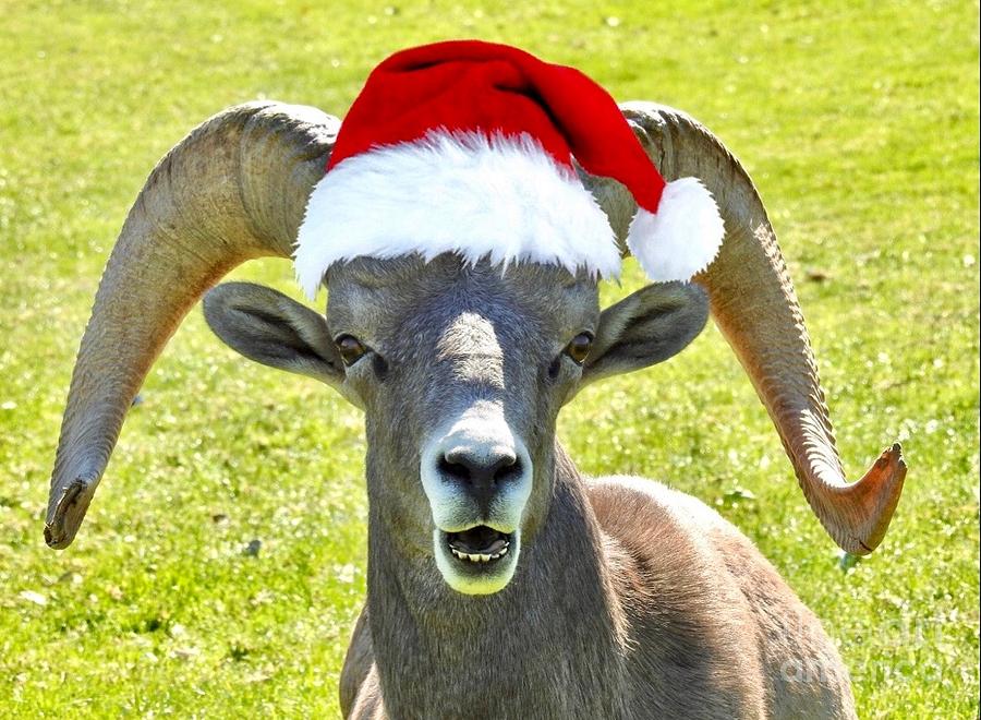 Holiday Sheep Closeup Photograph by Beth Myer Photography