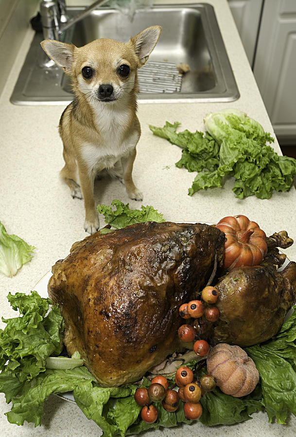 Holiday Turkey and dog Photograph by JodiJacobson