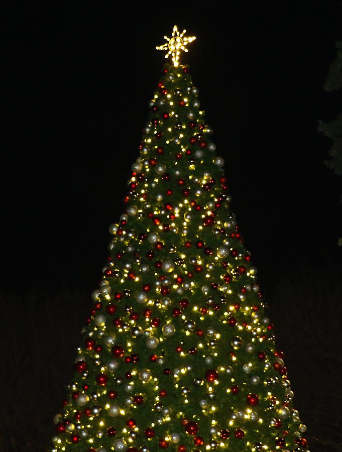 Holliday at the Arboretum Christmas Tree Photograph by Sandra Kent ...