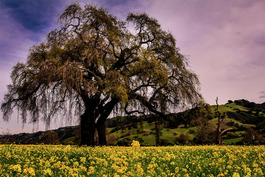 Hollister Oak  Photograph by Dr Janine Williams