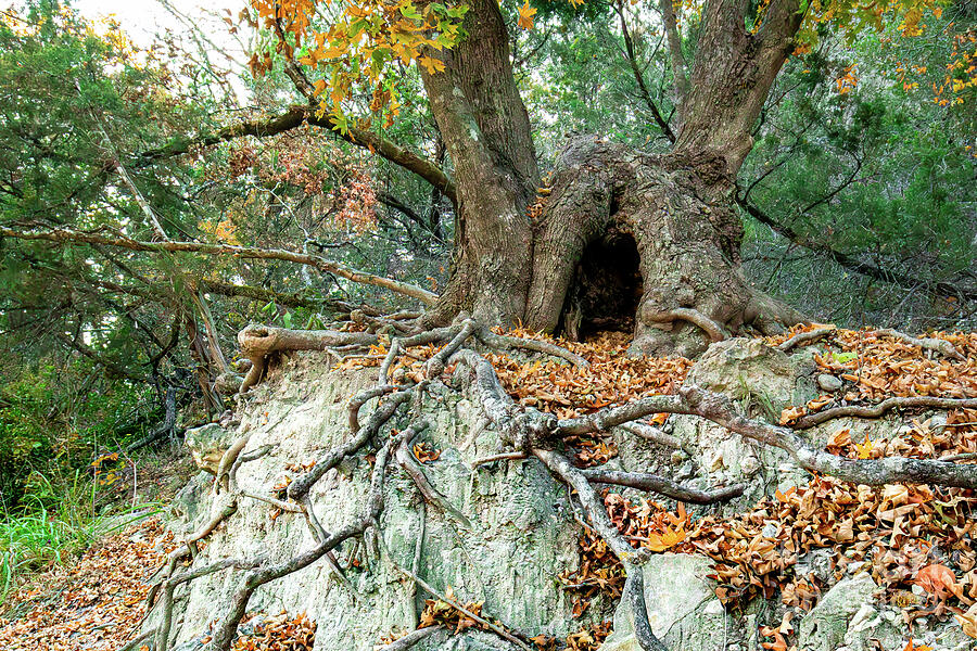 Hollow Haven - Tree Trunk Amid Fall Foliage - Lost Maples State Natural Area Photograph by Brigitte Blanchette Thompson Hollow Haven - Tree Trunk Amid Fall Foliage - Lost Maples State Natural Area Photograph by Brigitte Blanchette Thompson