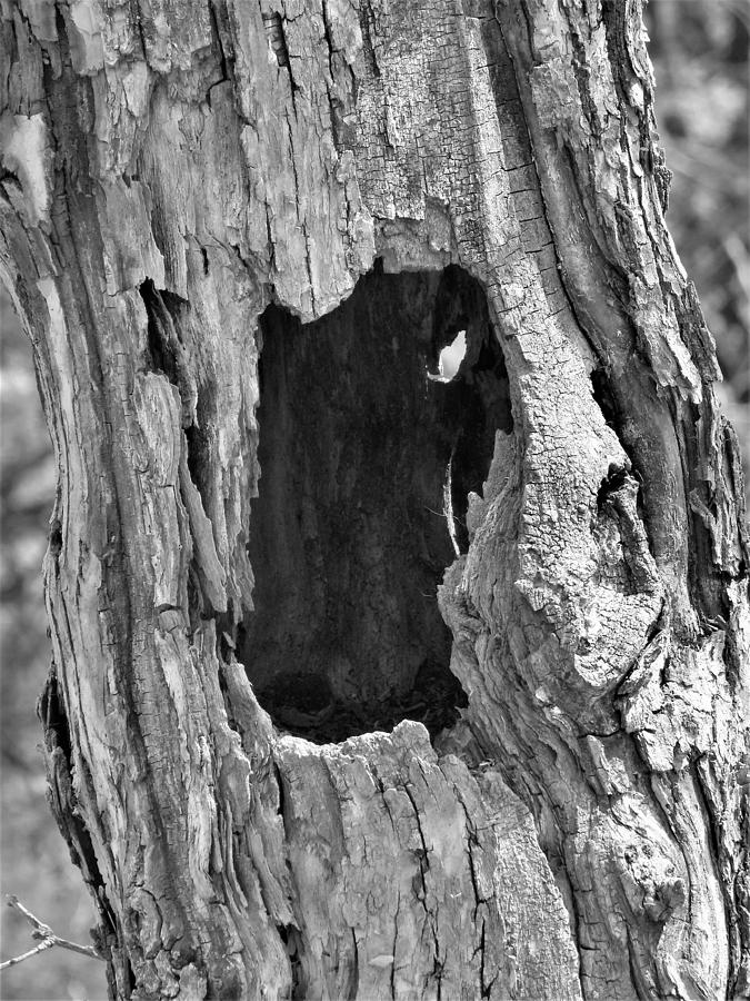 Hollow in Black and White Photograph by Amanda R Wright