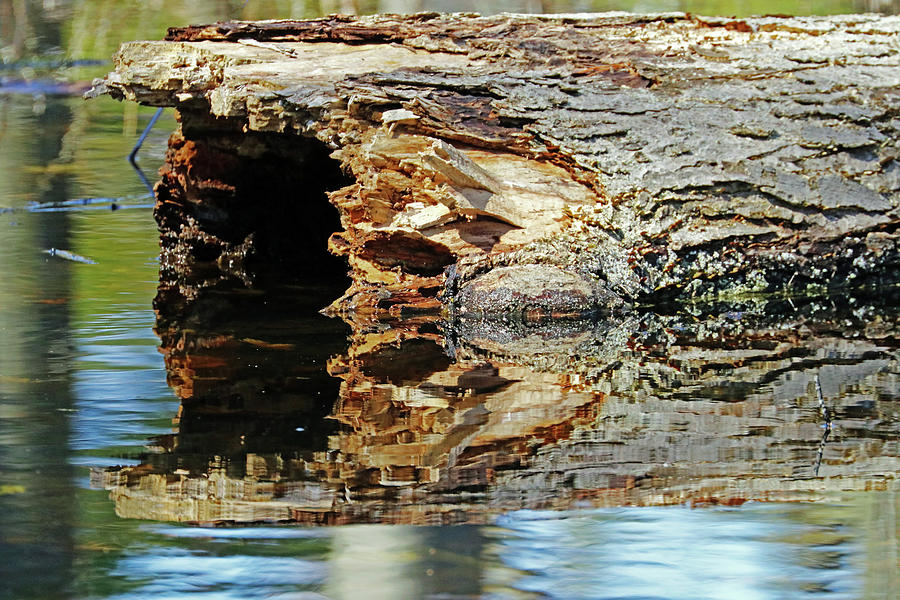 Hollow Log Reflection In Pond Photograph by Debbie Oppermann