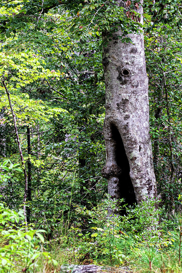 Hollow Tree on the Neusiok Trail in Eastern North Carolina Photograph by Bob Decker