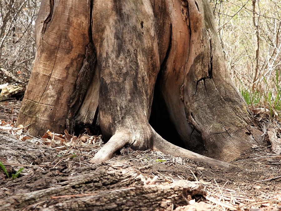Hollow Tree Trunk Photograph by Amanda R Wright