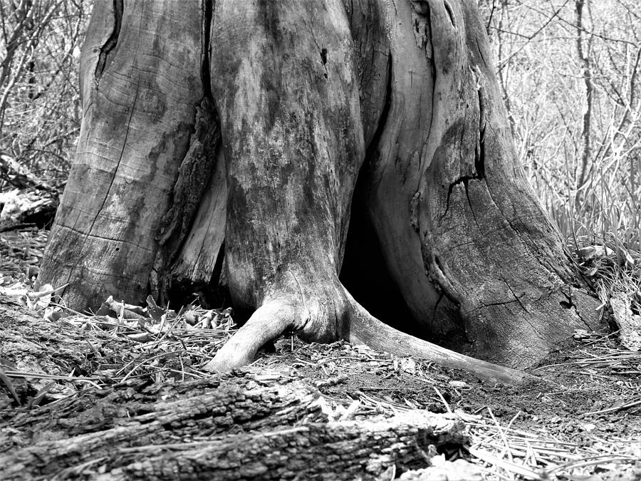 Hollow Tree Trunk in Black and White Photograph by Amanda R Wright
