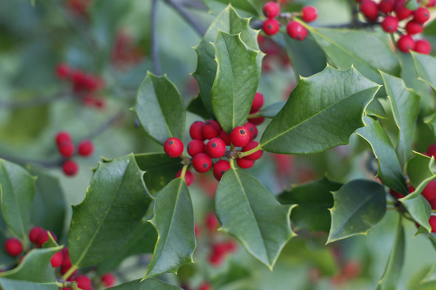 Holly and Berries Photograph by Bgwalker