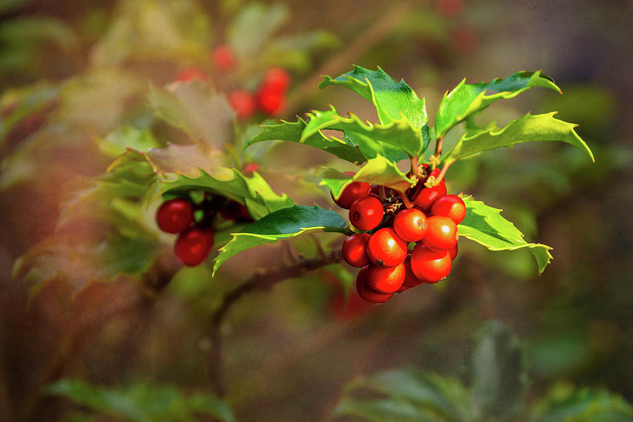 Holly and Berries Photograph by Paul Giglia