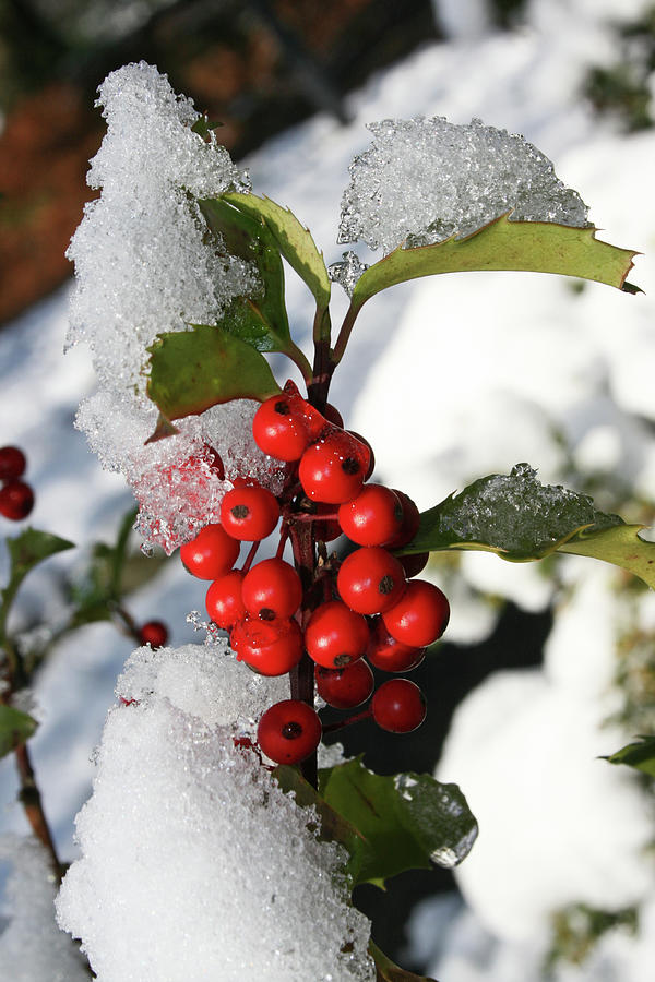 Holly Berries Photograph by Cope Aesthetic - Pixels