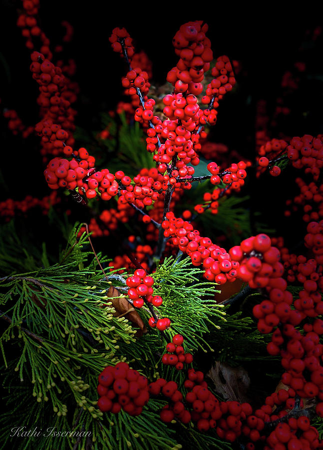 Holly Berries Photograph by Kathi Isserman
