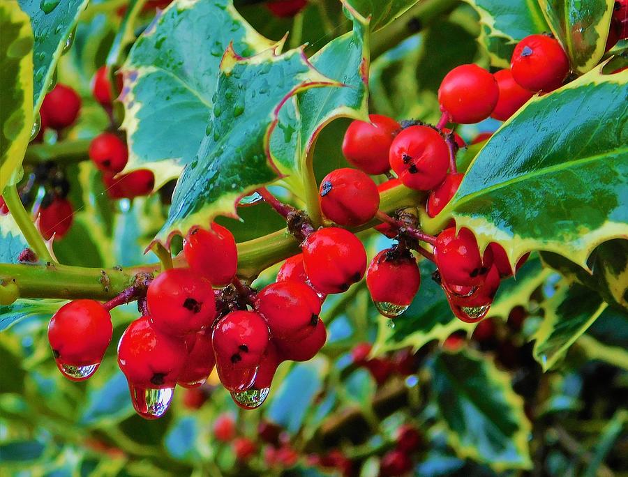 - Holly Berries Photograph by THERESA Nye