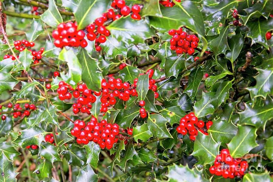 Holly Berries Photograph By Tony Mills - Fine Art America