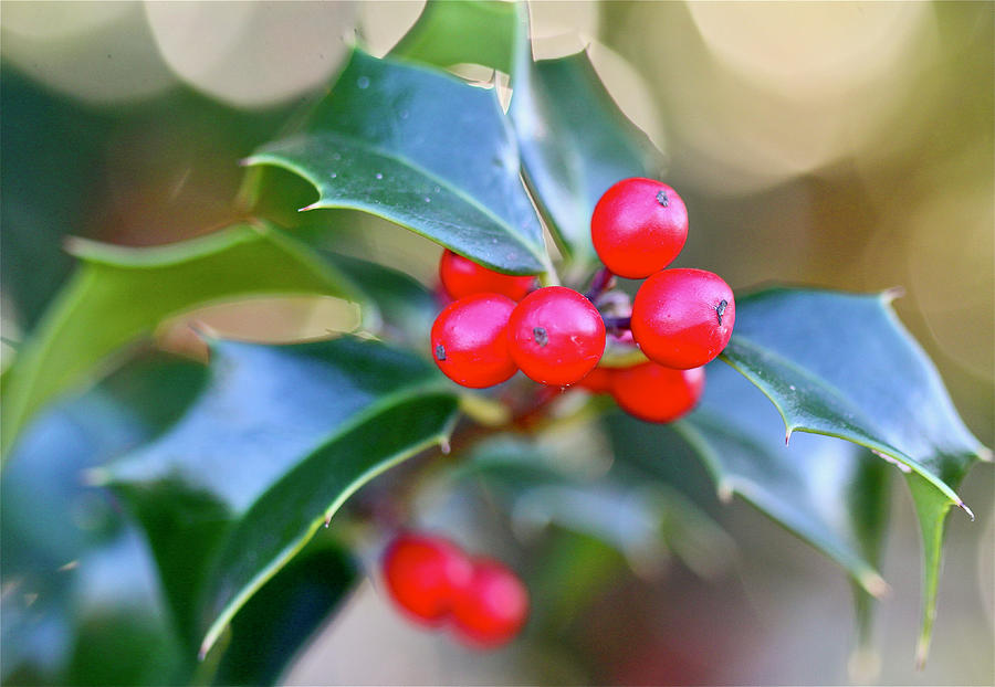 Holly Berries Photograph by Tracy Male
