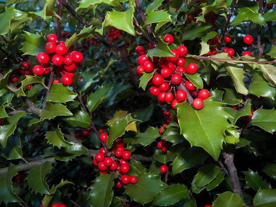 Holly Bush Photograph by V P Holmes - Fine Art America