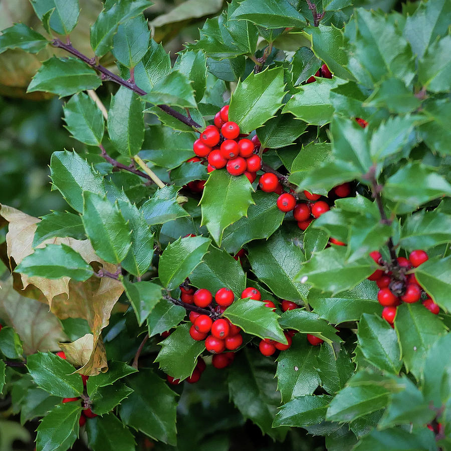 Holly Holly Photograph by Shannon Burstein - Fine Art America