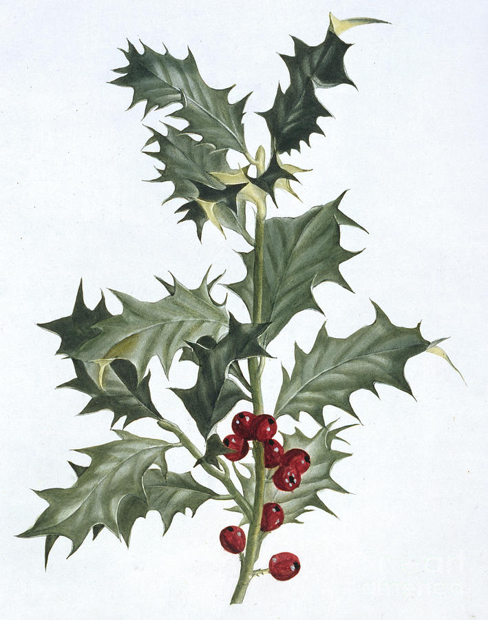Holly, Ilex aquifolium Painting by Pierre Joseph Redoute