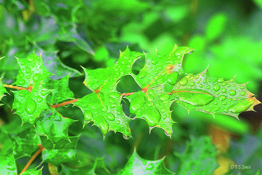 Holly Leaves With Rain Digital Art by Tom Janca