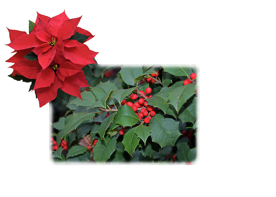Holly Poinsettia Card by Gene Norris Holly Poinsettia Card by Gene Norris