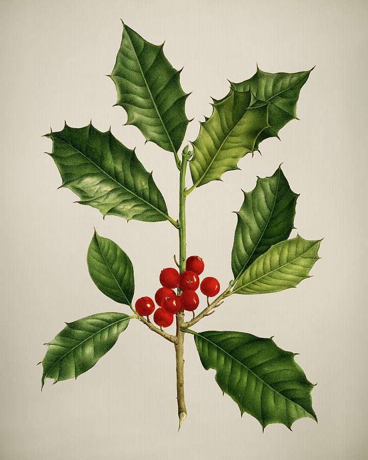 Holly print Digital Art by Anna Sinitsyna - Fine Art America