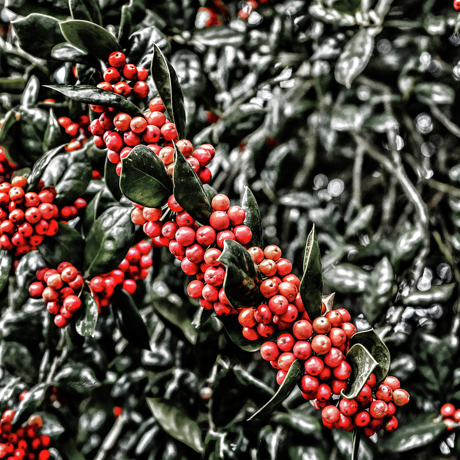 Holly Selective Color Photograph by Sharon Popek