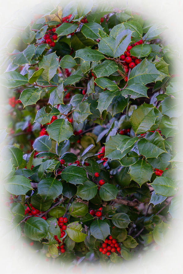 Holly Trees in the Holy Days Photograph by Katherine Y Mangum