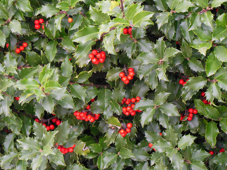 Holly With Berries Photograph