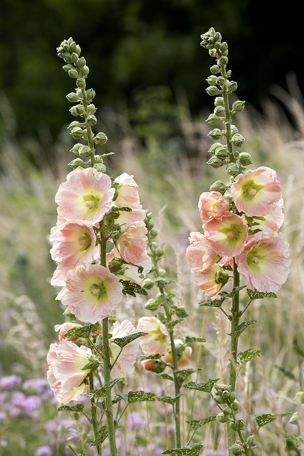 Hollyhock, Alcea rosea Photograph by Westend61 Hollyhock, Alcea rosea Photograph by Westend61