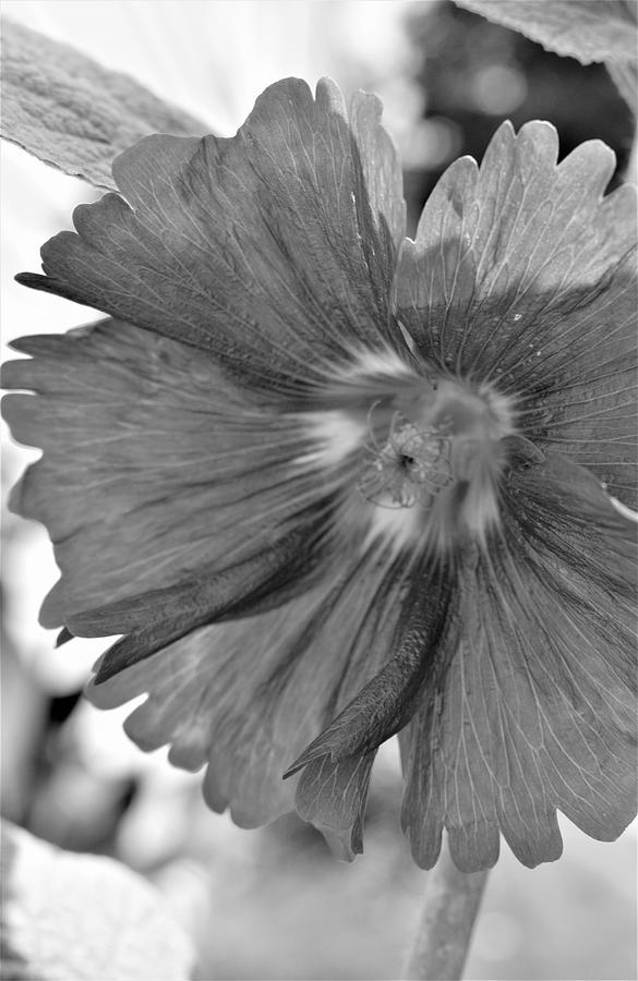 Hollyhock Black And White Photograph By Karen Largent 