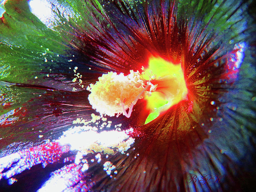 Fourth of July Hollyworks - Enhanced Hollyhock Macro - Floral Photographic Art - Colorful Flowers Photograph by Brooks Garten Hauschild