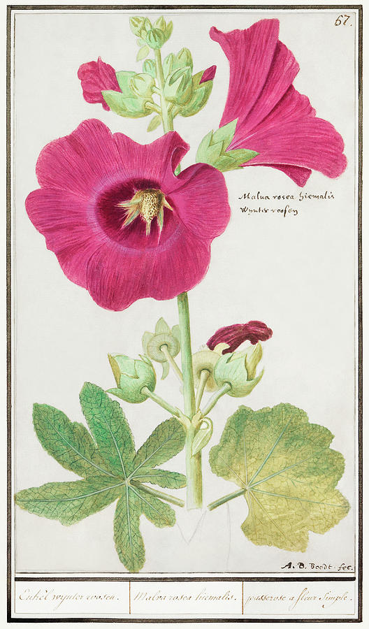 Hollyhock Flower Mixed Media by World Art Collective