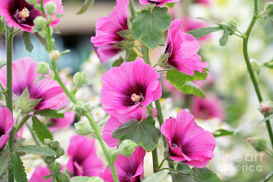 Hollyhock Halo Cerise Flowers Photograph by Tim Gainey