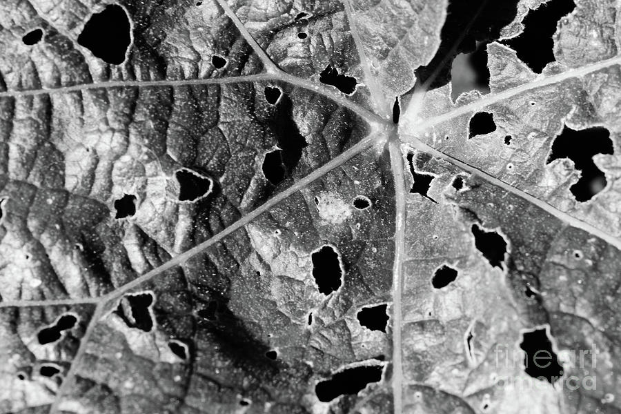 Hollyhock Leaf Photograph by Mellissa Ray