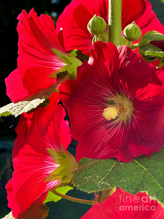 Hollyhocks Photograph by Jeanette French