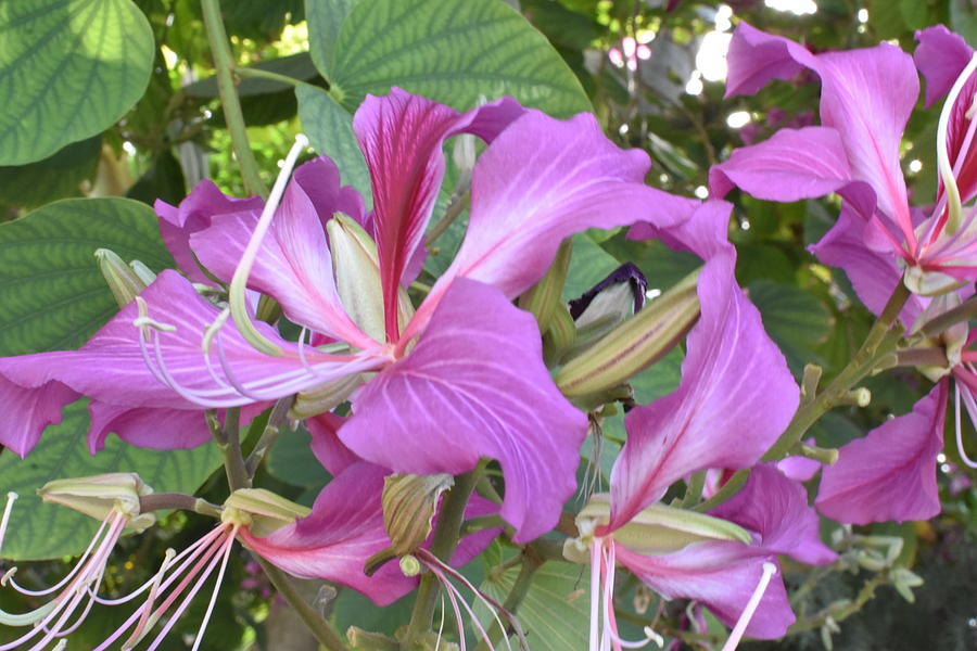 Hollywood Florida Flora 537 Photograph by Dick Sauer | Fine Art America