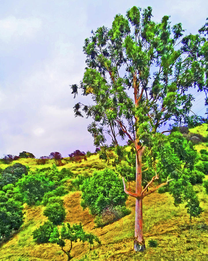 Hollywood Hills Southeast Photograph by Andrew Lawrence