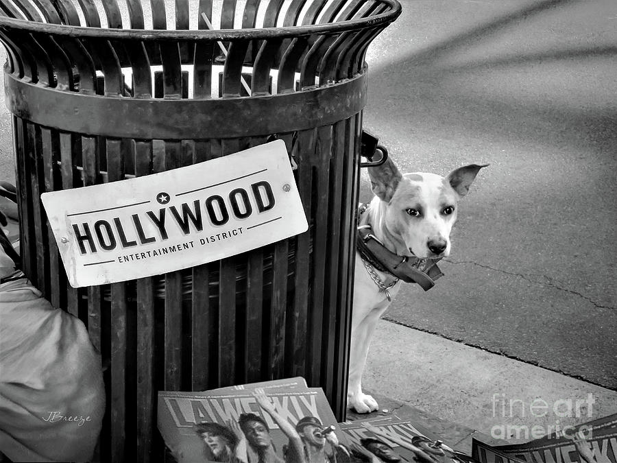 Still Life Photograph - Hollywood Talent Scout by Jennie Breeze