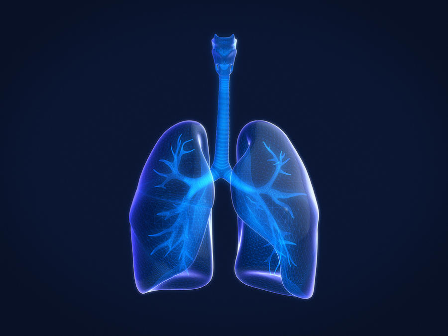 Hologram 3D of  human lungs,Xray of human lungs. 3D rendering. Photograph by Jm1366