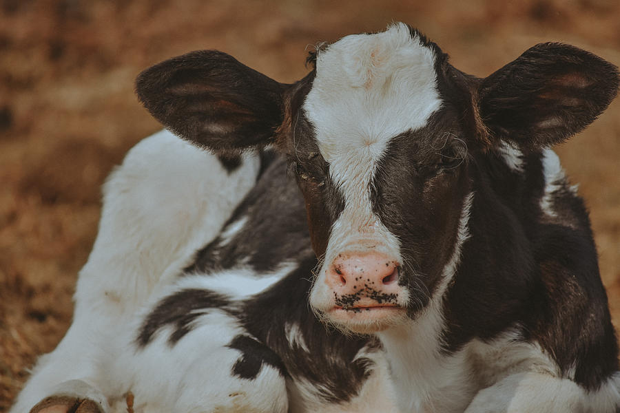 Cow Photograph - Holstein Calf by Riley Bradford