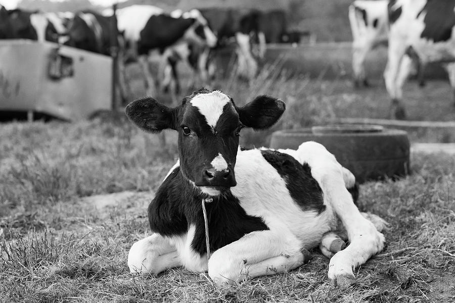 Holstein Calf Photograph