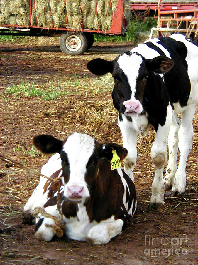 Summer Photograph - Holstein Calves by Ida K