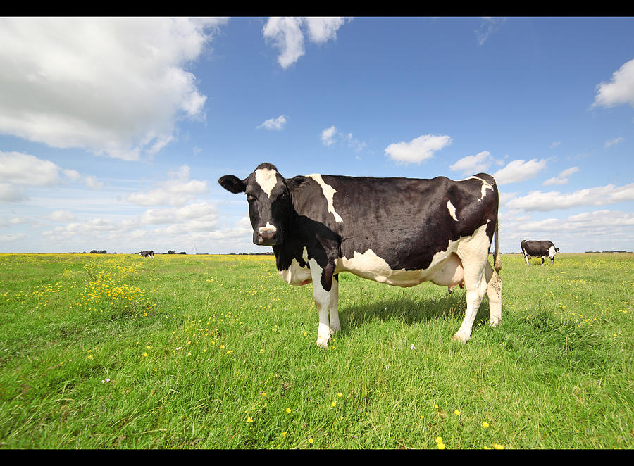 Holstein cow Photograph by MarcelTB