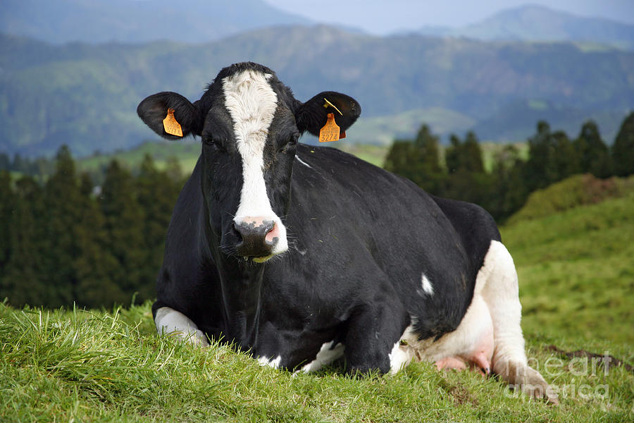 Holstein cow portrait Photograph by Gaspar Avila