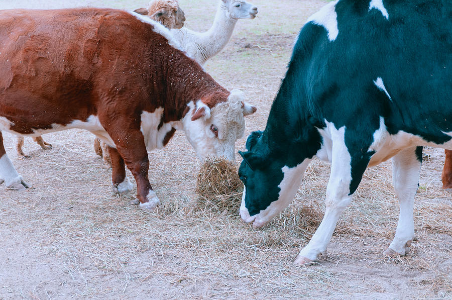 Holstein Cows Grazing Photograph by John Quinn
