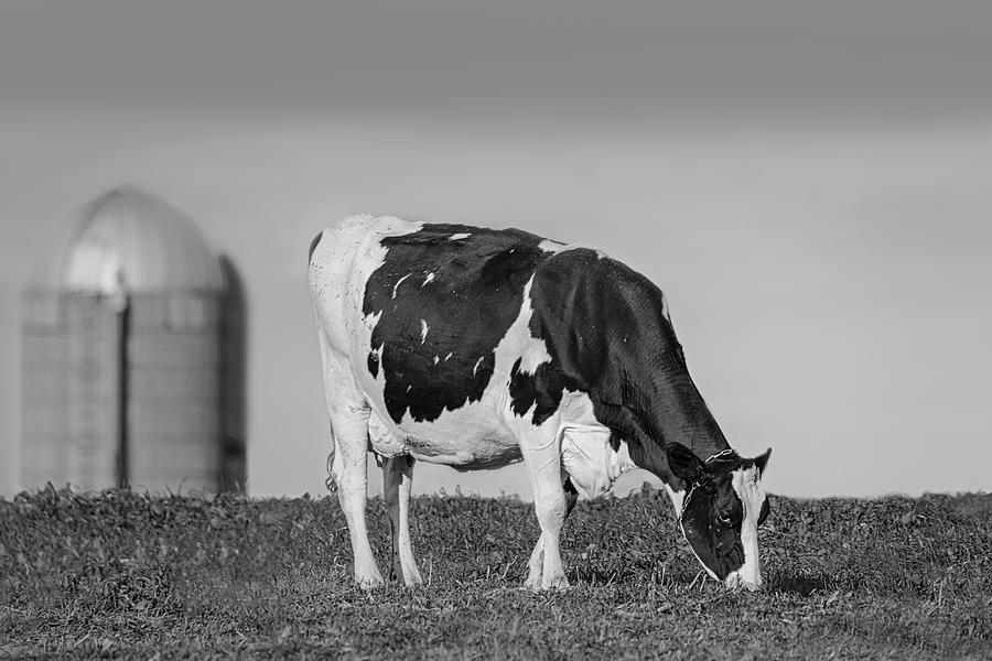 Holstein Dairy Cow BW Photograph by Susan Candelario