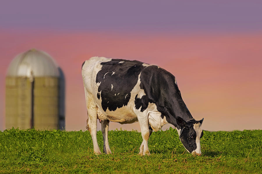 Holstein Dairy Cow Photograph by Susan Candelario
