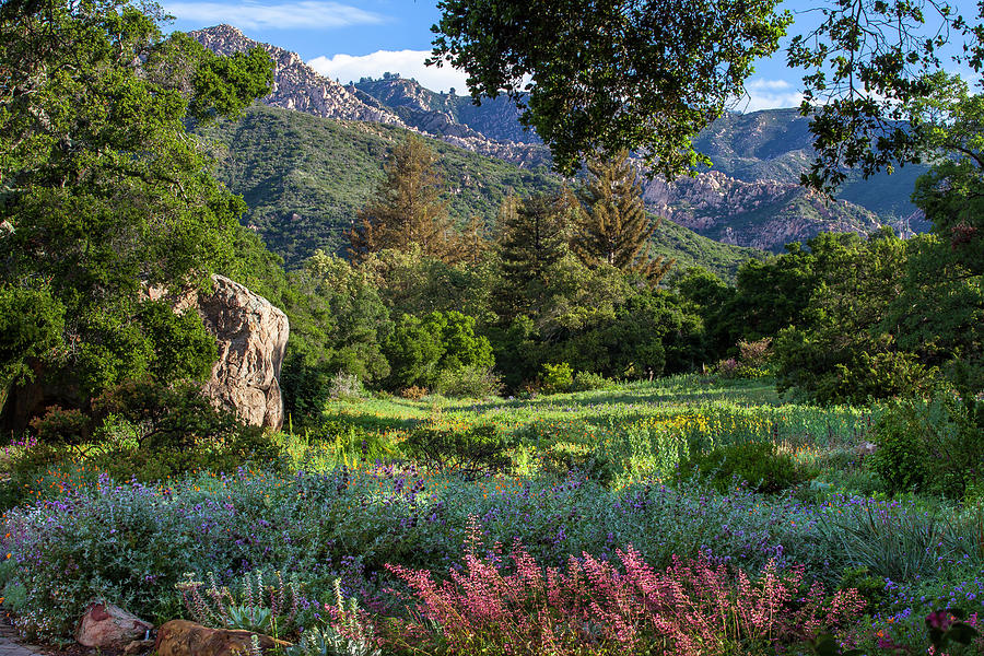 Entry wildflower meadow at Santa Barbara Botanic Garden Photograph by Saxon Holt